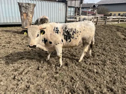 Pustertaler Sprinzen BIO Jungstier