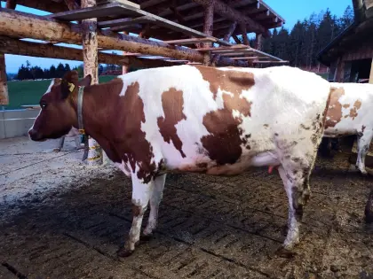 Bio Red Frisian Jungkuh