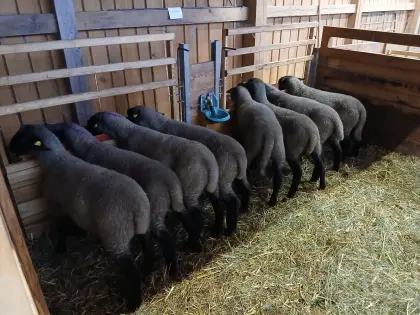 Suffolk Jungwidder und Jungschafe zu verkaufen