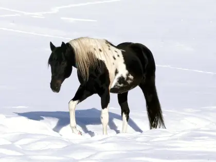 Deckanzeige - American Paint Horse Hengst Homozygot Tobiano