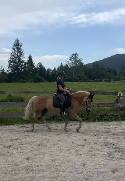 Haflinger Stute