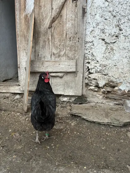 Ich biete Bruteier von La-Flèche-Hennen an.