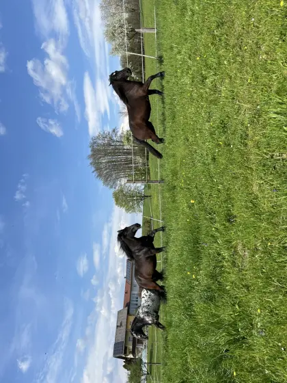 Einstellplatz Stute, Wallache, Aufzucht