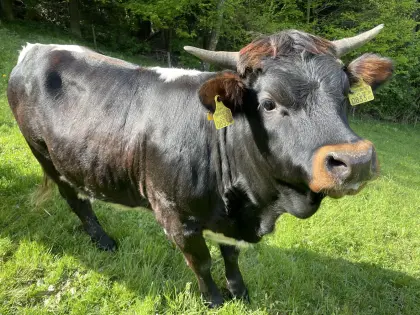 Bio Tux-Zillertaler Kalbin