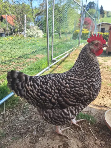 Buntleger gesperbert