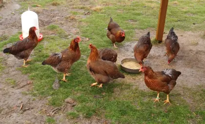 Große rebhuhnfarbene Welsumer Bruteier