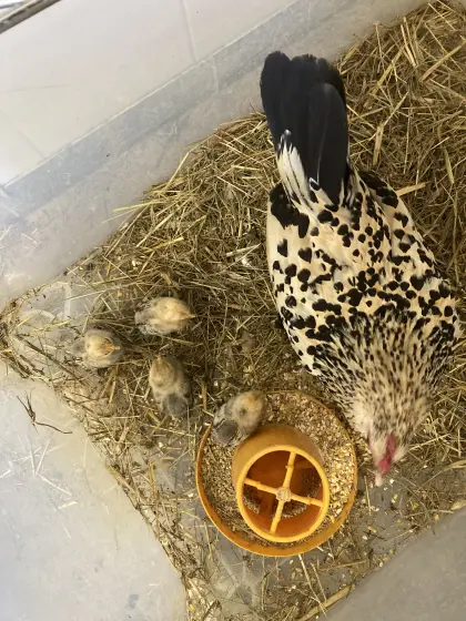 Zwerghenne zitronen-porzellanfärbig