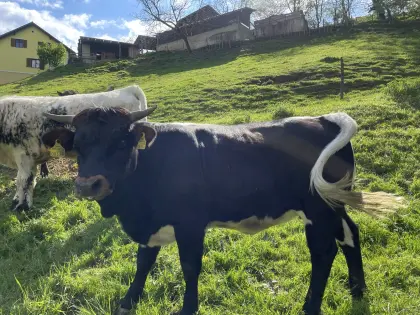 Bio Tux-Zillertaler Kalbin