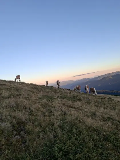 Haflingerbuben zum Verlieben, Partner für Freizeit & Sport