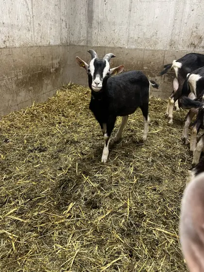 Bündner Strahlenbock