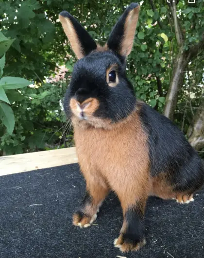 Loh Kaninchen Weibchen zu verkaufen