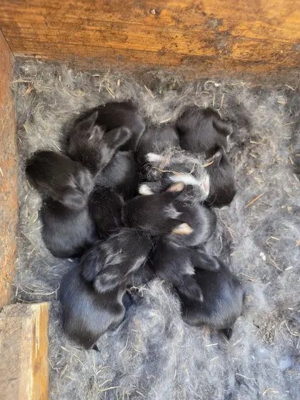 Mini Lop