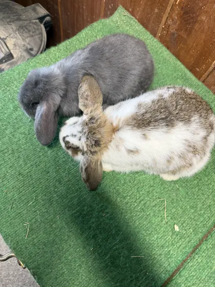 Verkaufe Zwergwidder