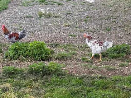 Tricolore Hähne abzugeben