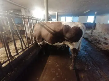 Pinzgauer Zuchtstier zu verleihen