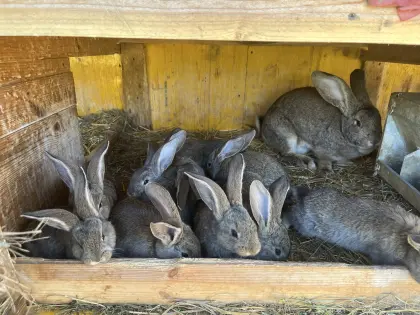 Riesenkaninchen + 10 Junge