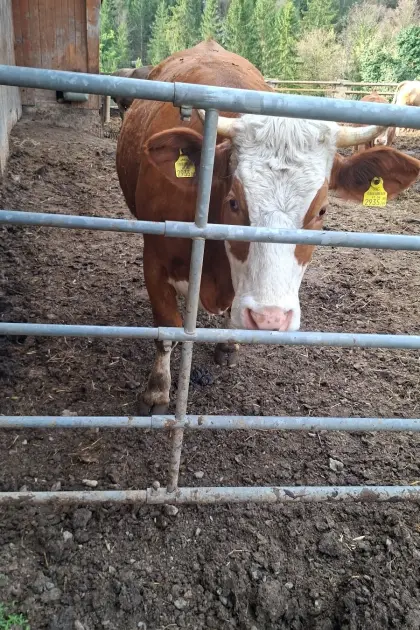 Trächtige Kalbinnen zu verkaufen