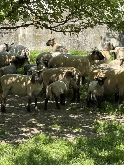 Shropshire Schafherde