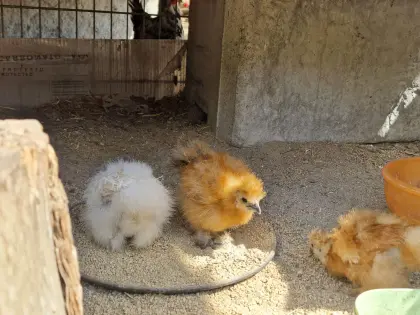 Zwergseidenhuhn Junghühner