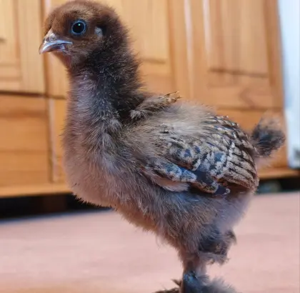 Brahma Rebhuhn Bruteier