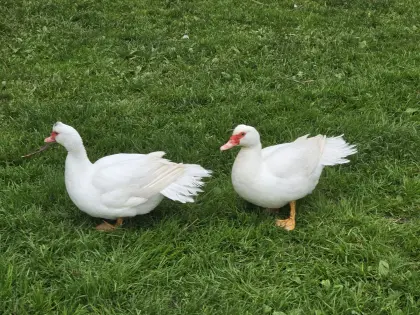 Warzenenten/Stummenten