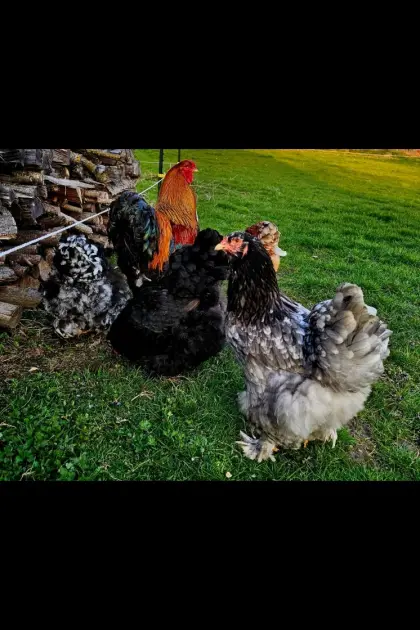 Brahma Hühner BE (Bruteier)