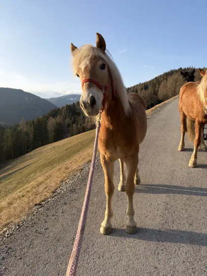 Wunderschöne 1-jährige Haflinger Stute