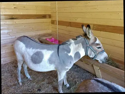 Deckhengst (kein Verkauf)