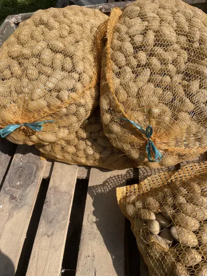 Bio-Saatkartoffeln Valtivia