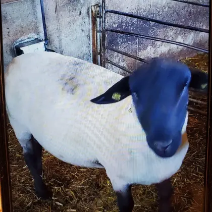 Suffolkwidder zweijährig