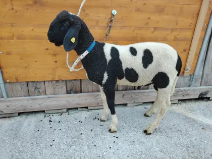 Jungwidder gescheckt