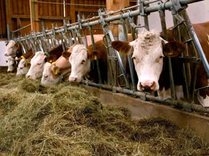 Rinderstall im Bezirk Murau zu verpachten