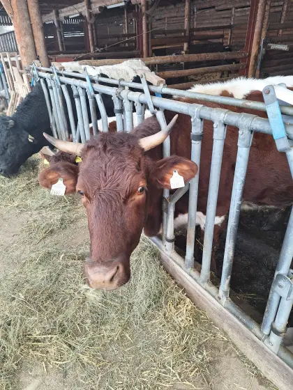 Verkaufe Kuh und Kalb