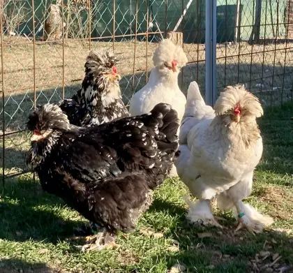 Rarität: Bruteier Bulgarische Strumsky