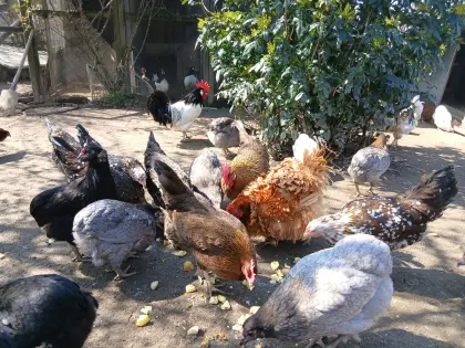 Hühner, Zwerghühner, Hennen, Wachteln, Enten, Küken