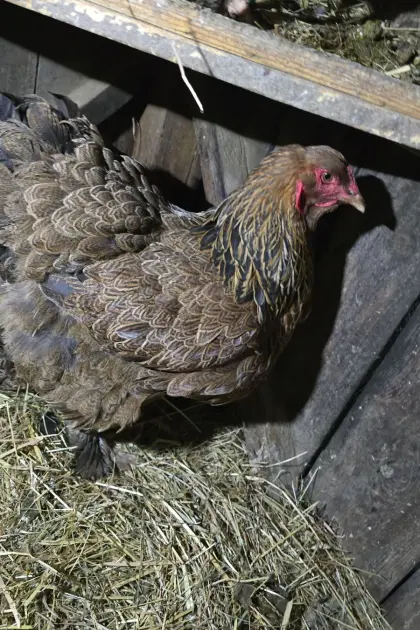 Brahma Hennen, Junghühner gemischt