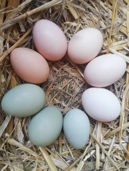 Freilandeier von glücklichen Hühnern