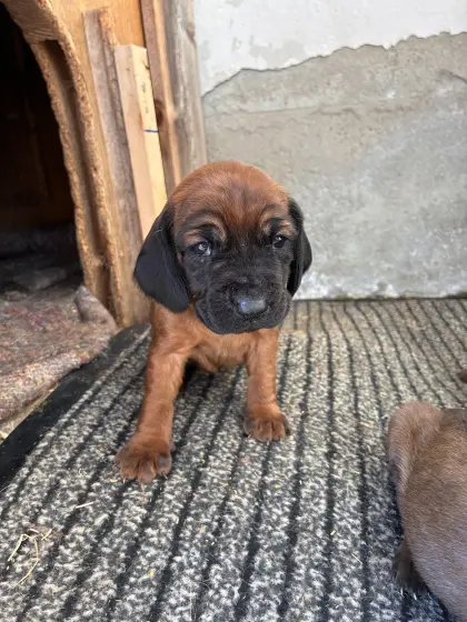 Bayerische Gebirgsschweißhunde BGS