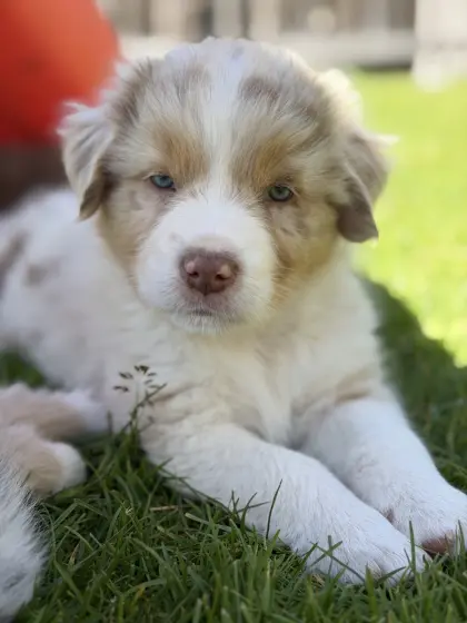 Australian Shepherd Welpen