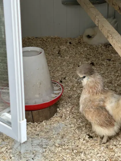 Seidenhuhn Henne und Cubalaya x Cemani Mix Hahn