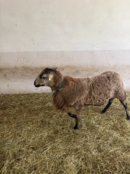 Barbados Blackbelly Bock