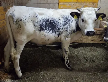 Pustertaler Sprinzen Jährling zu verkaufen