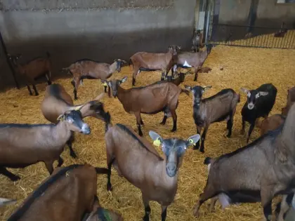 Ziegenherde zur Adoption