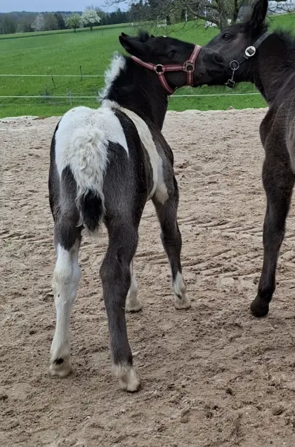 Noriker Scheckstutfohlen sucht neues Zuhause