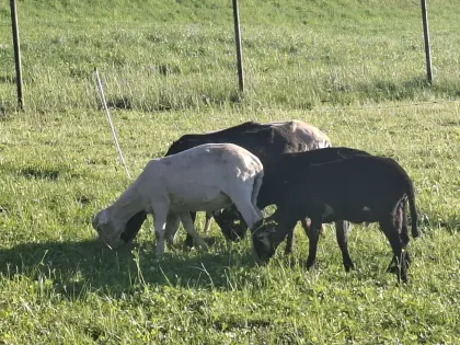 Krainer Steinschaf Jungböcke