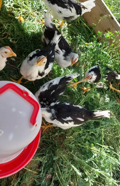 Junghähne Leghorn Exchequer