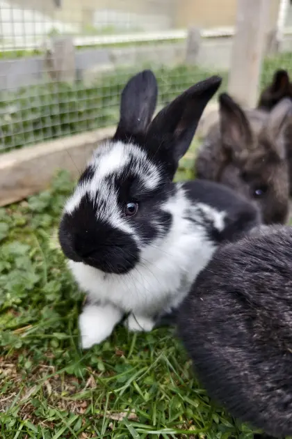 Deutsche Riesenschnecke Mix Kaninchen zu verkaufen