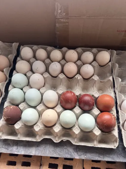 20 Bruteier von gemischter Truppe, Marans, Orpingtons, Grünleger