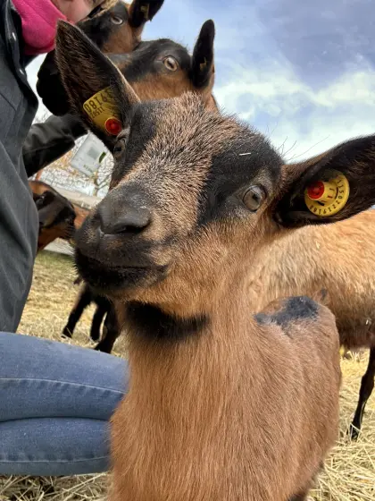 GGZ Kitze - Gämsfarbige Gebirgsziege