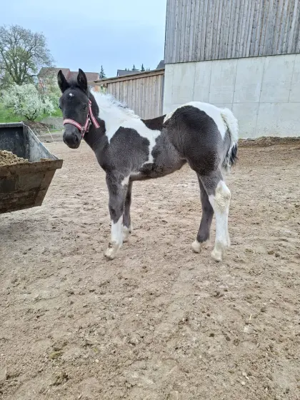 Noriker Scheckstutfohlen sucht neues Zuhause